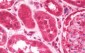 ARF5 Antibody